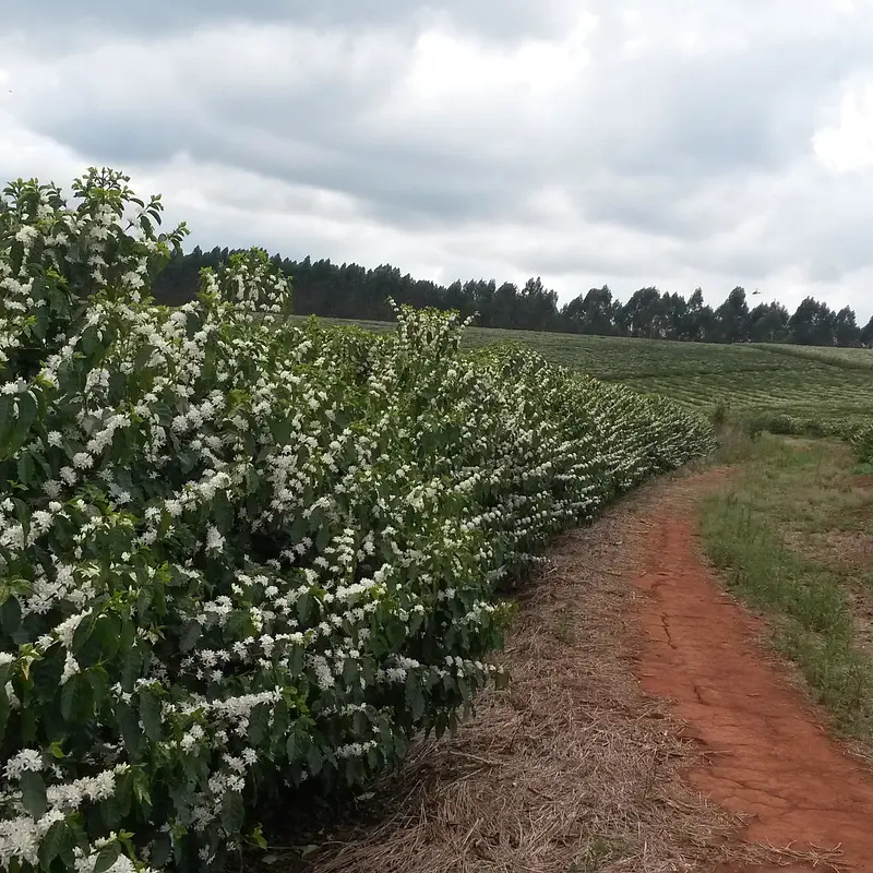 Káva Brazílie - Sancoffee - na espresso | Lázeňská káva